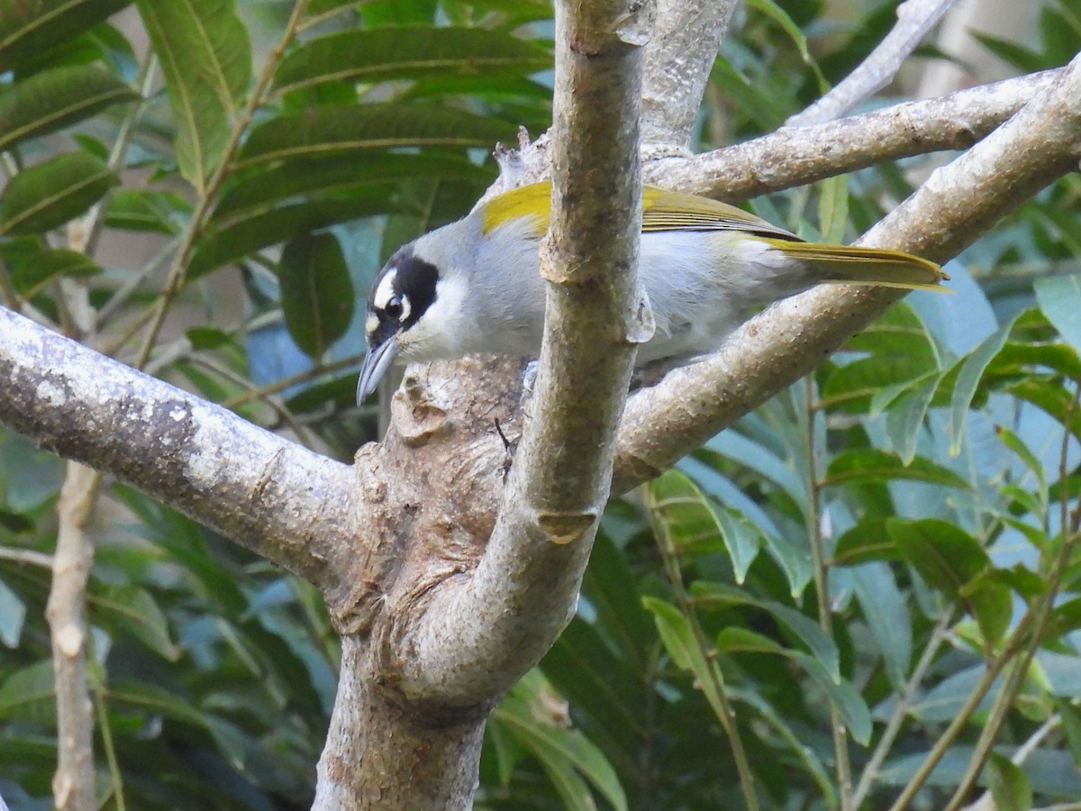 Black-crowned Palm-Tanager - ML615118836
