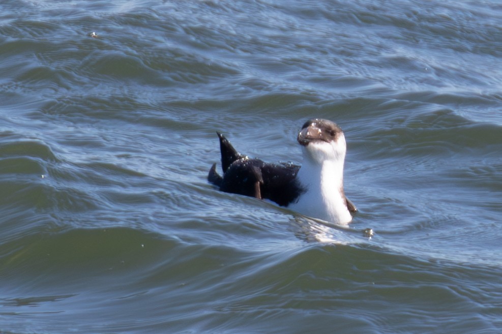 Razorbill - ML615118846