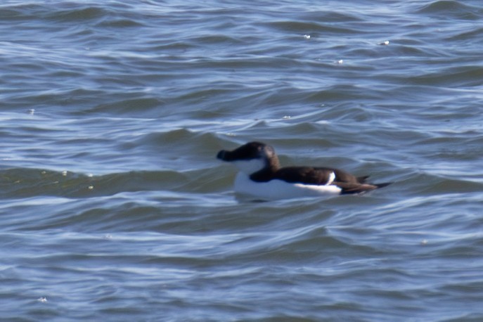 Razorbill - ML615118847