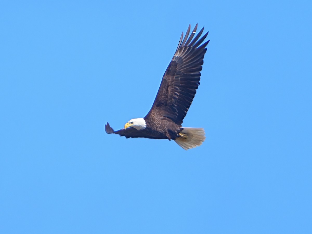 Weißkopf-Seeadler - ML615118848