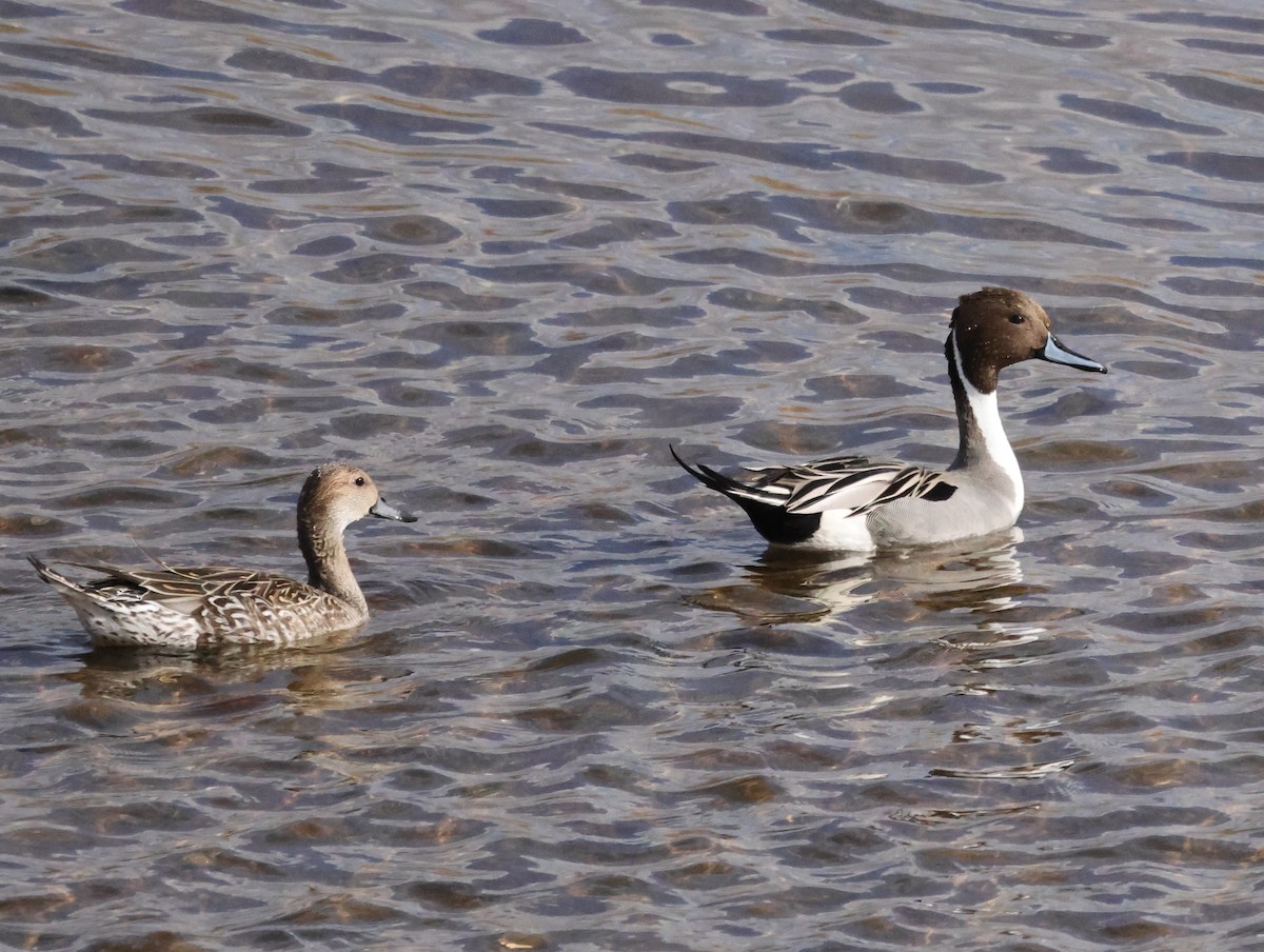 Northern Pintail - Chris Gilbert