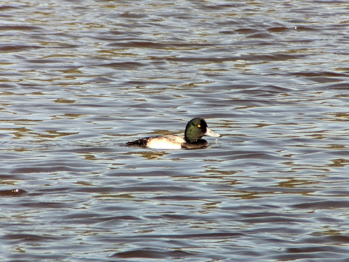 Greater Scaup - ML615118889