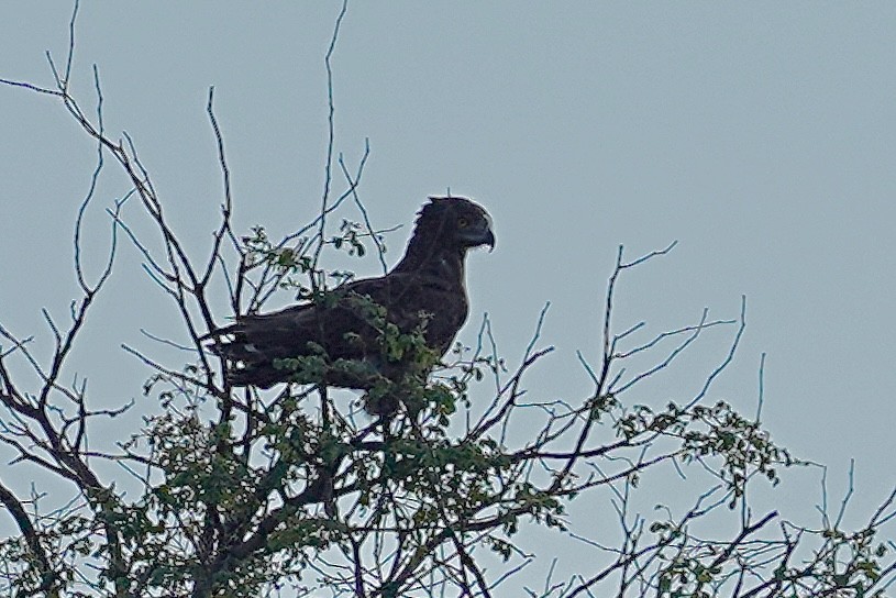 Brown Snake-Eagle - ML615118893