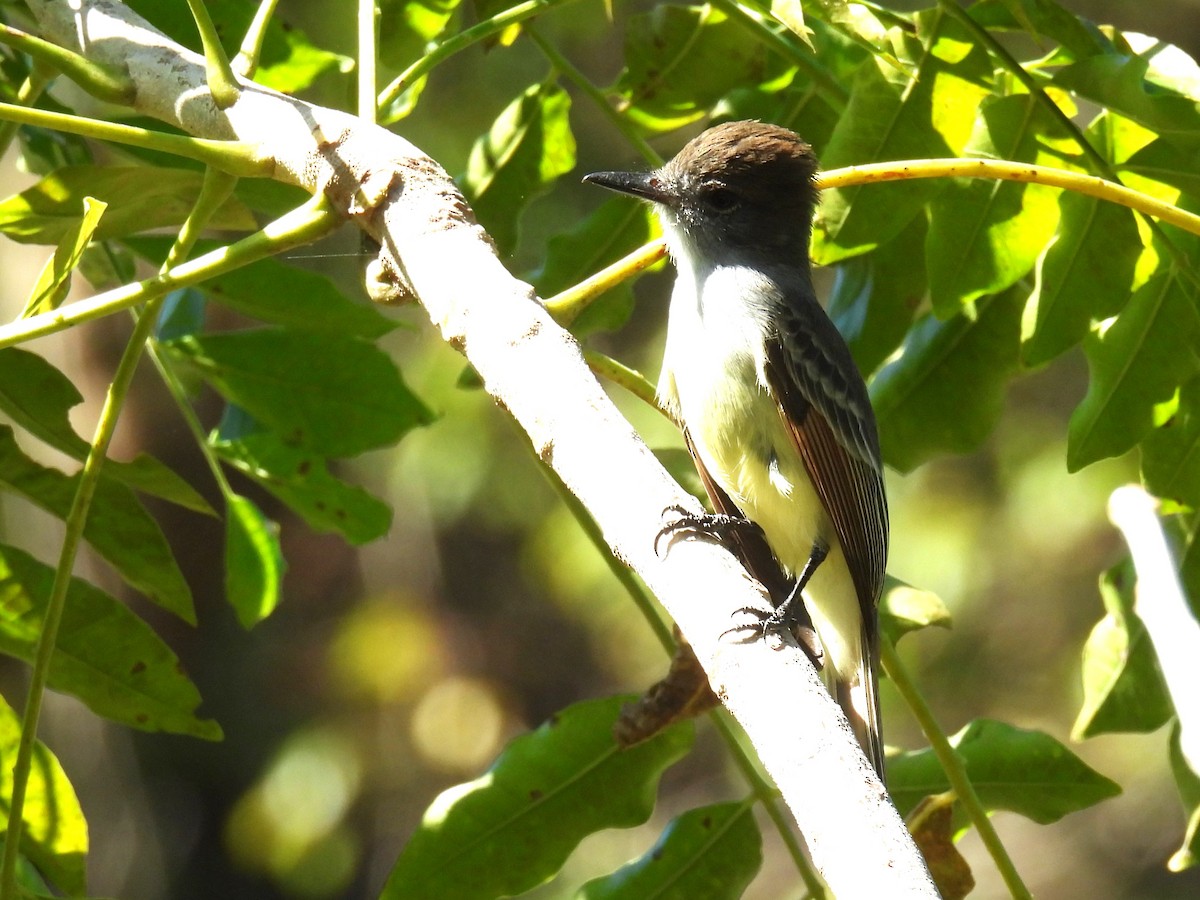 Stolid Flycatcher - Tyler Stewart