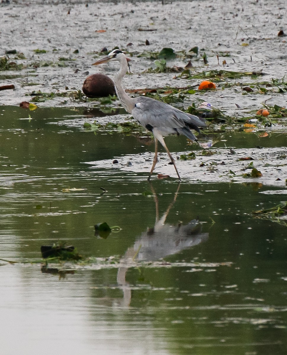 Gray Heron - ML615118916