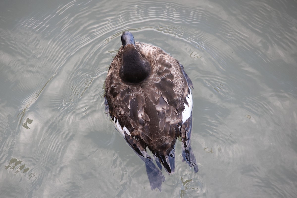 White-winged Scoter - ML615118985