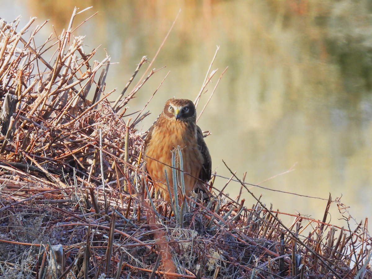 Northern Harrier - ML615119003