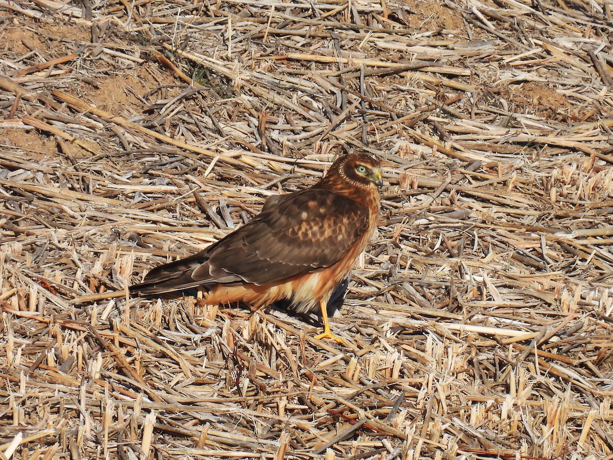 Northern Harrier - ML615119004