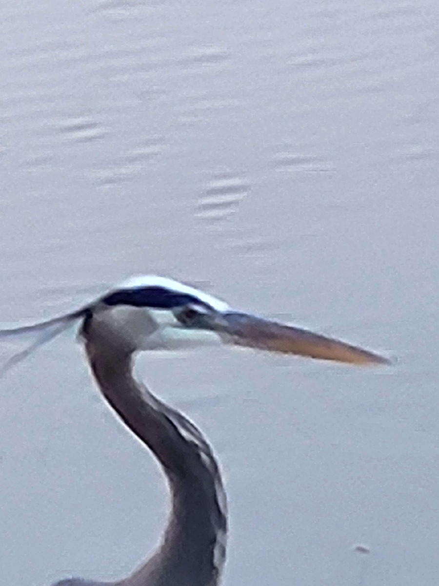 Great Blue Heron - ML615119137