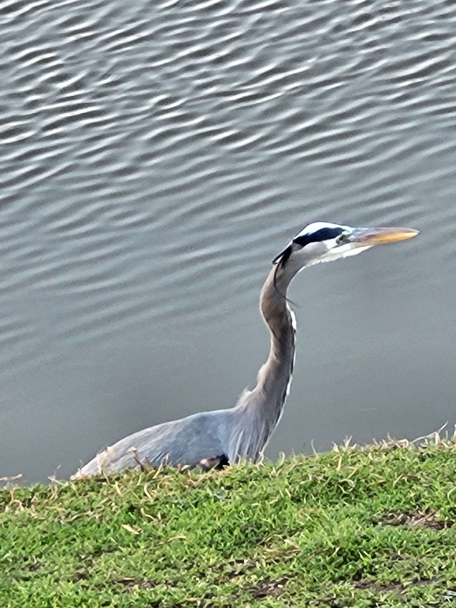 Great Blue Heron - ML615119138