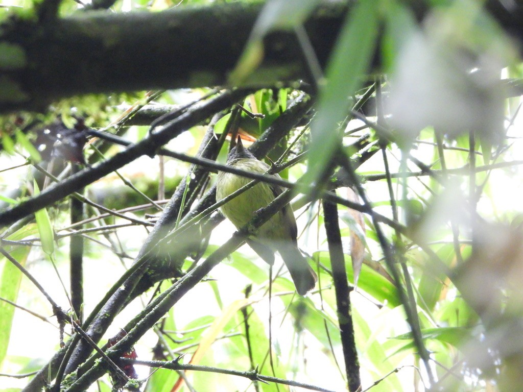 Streak-necked Flycatcher - Danilo Góngora