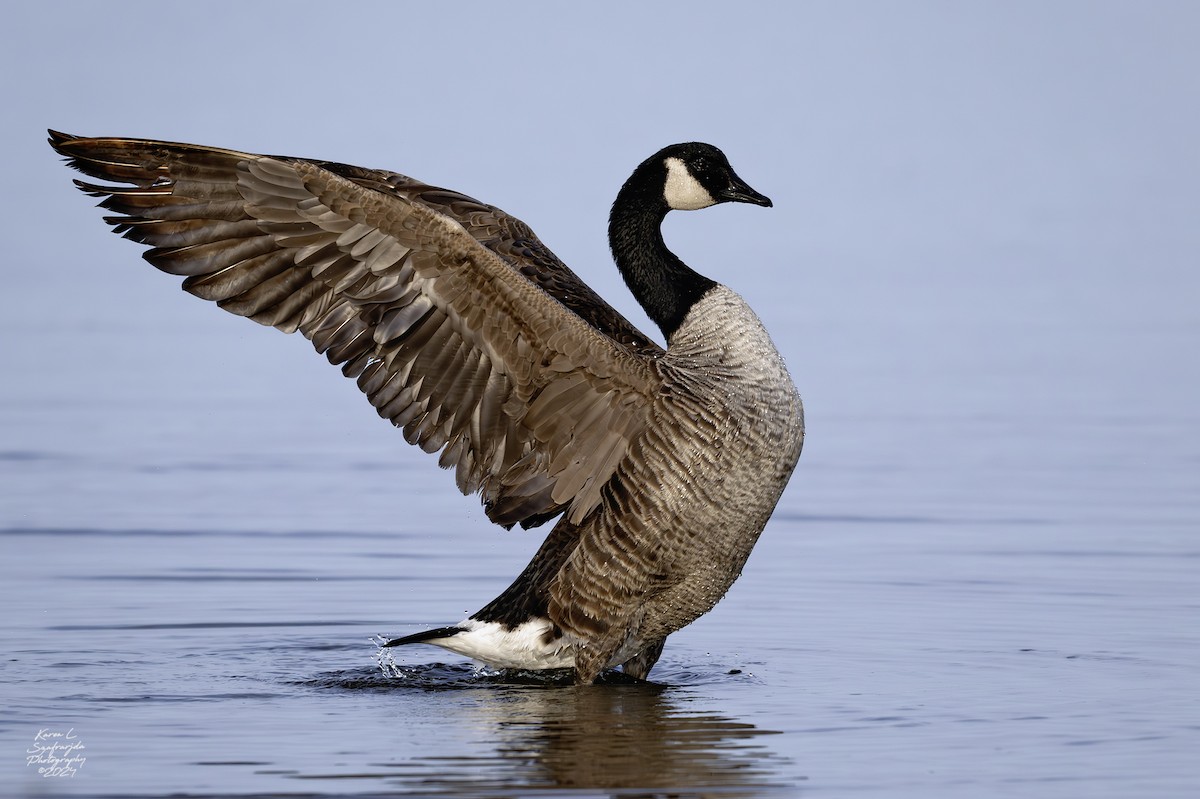 Canada Goose - Karen Szafrajda