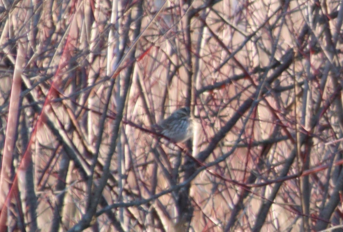 Savannah Sparrow - James Teitgen