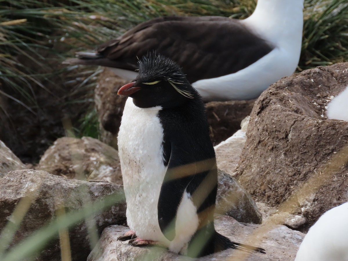 Southern Rockhopper Penguin (Western) - ML615119207