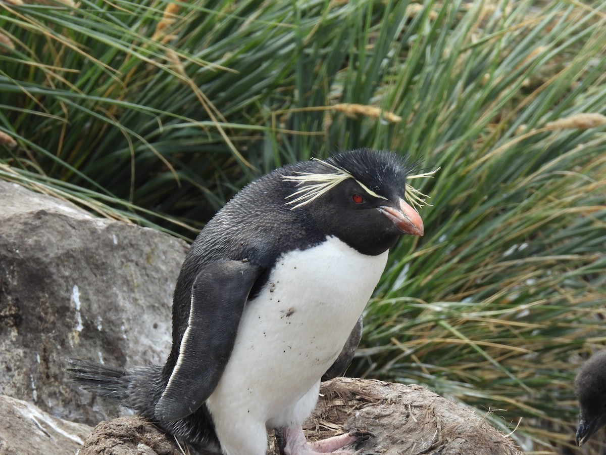 Southern Rockhopper Penguin (Western) - ML615119216