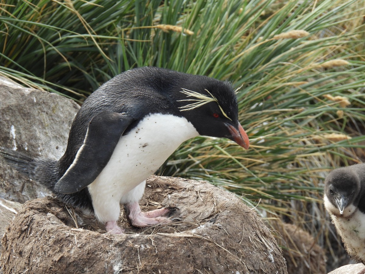 Southern Rockhopper Penguin (Western) - ML615119222