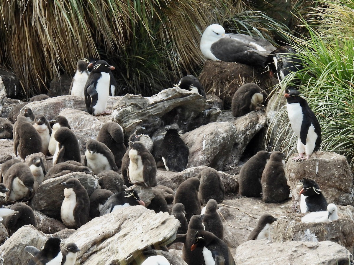 Southern Rockhopper Penguin (Western) - ML615119240