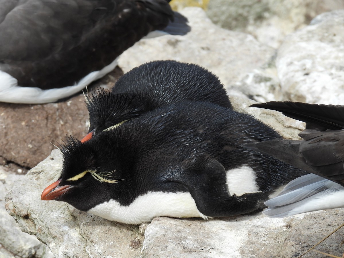 Southern Rockhopper Penguin (Western) - ML615119252