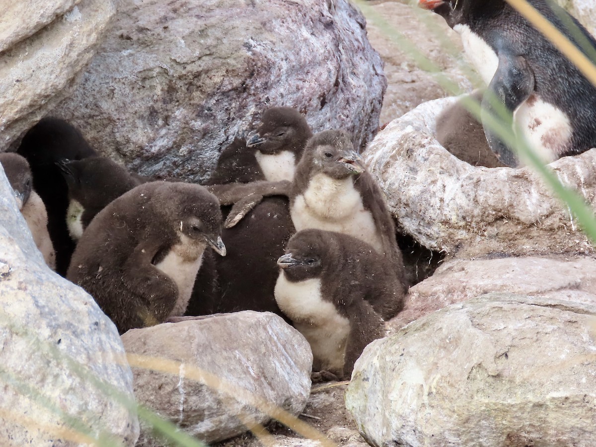 Southern Rockhopper Penguin (Western) - ML615119262