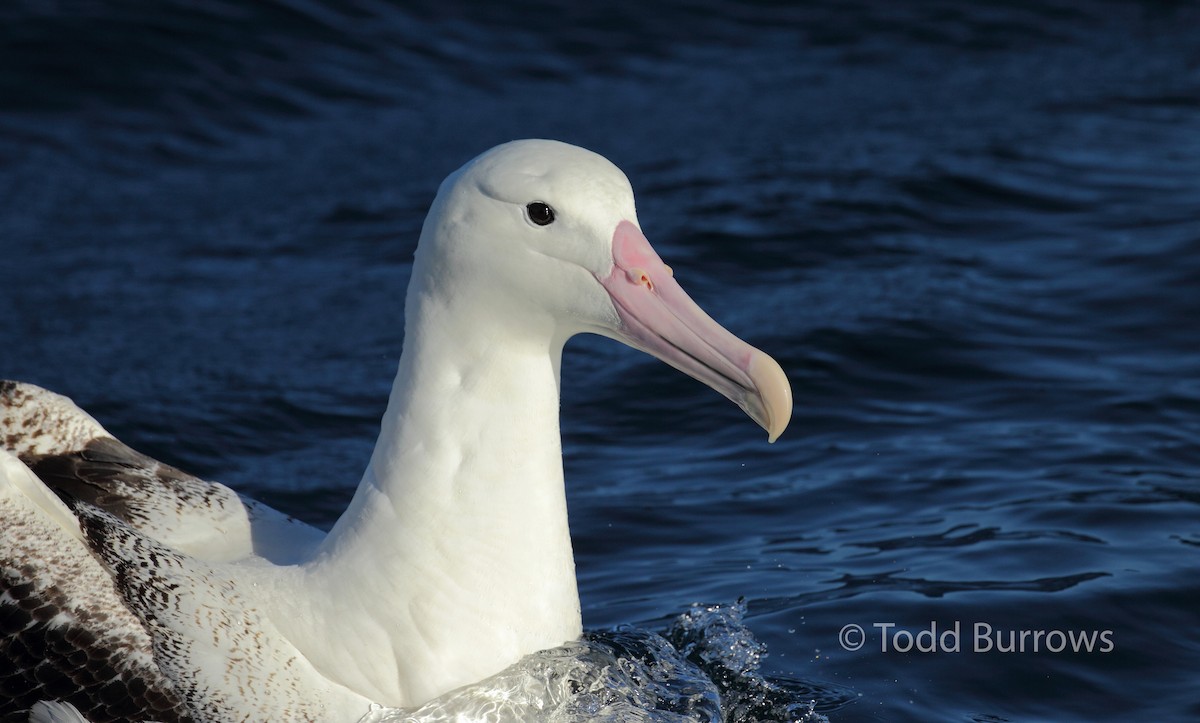 albatros královský - ML61511931