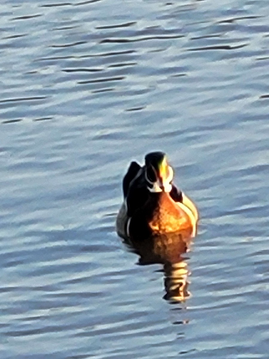 Wood Duck - ML615119403