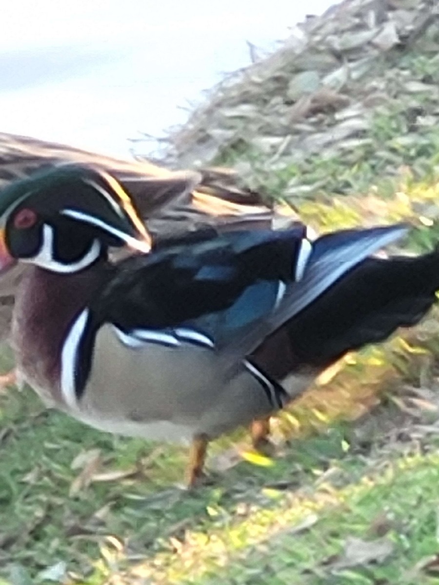 Wood Duck - ML615119404