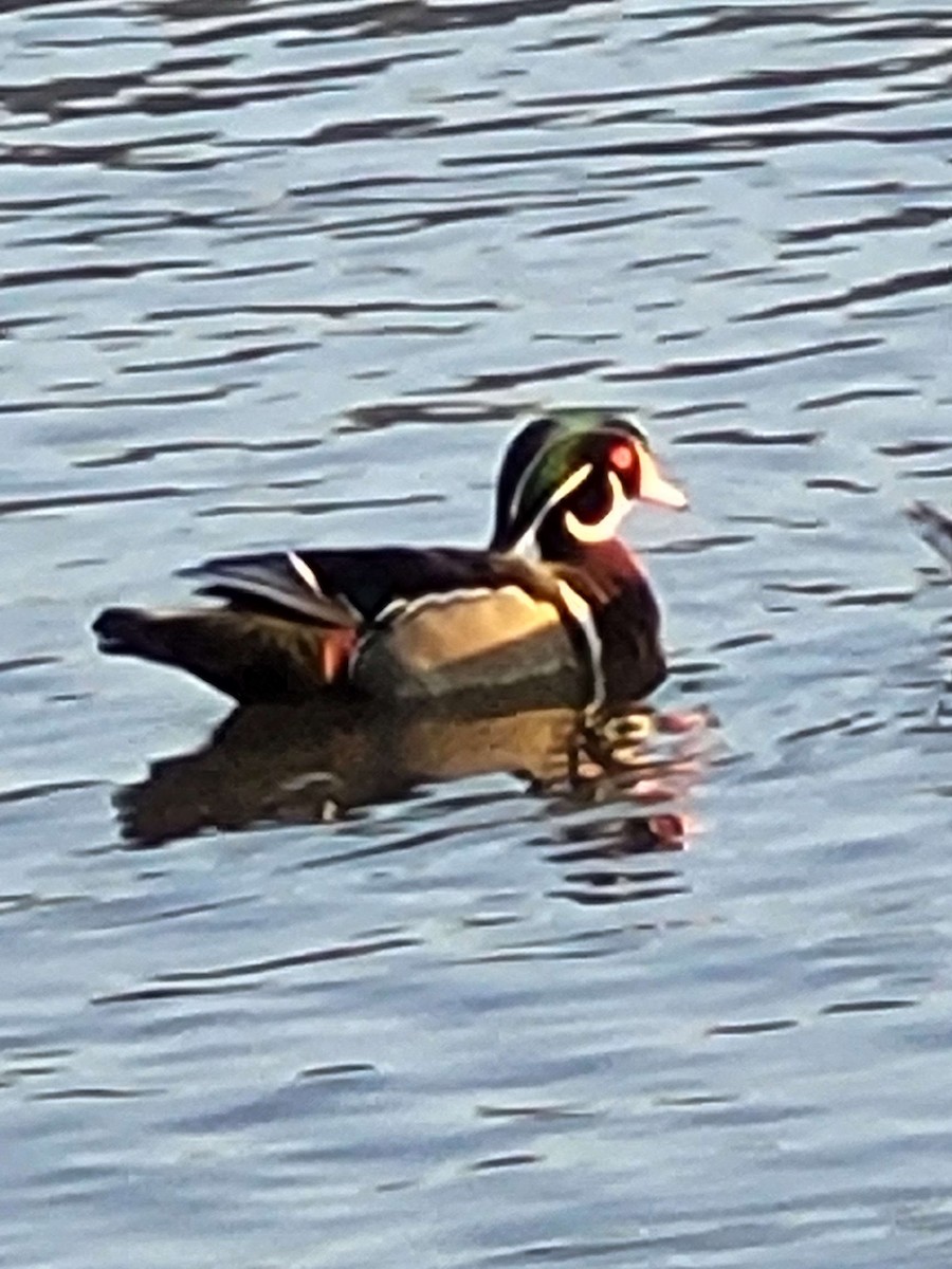 Wood Duck - ML615119405