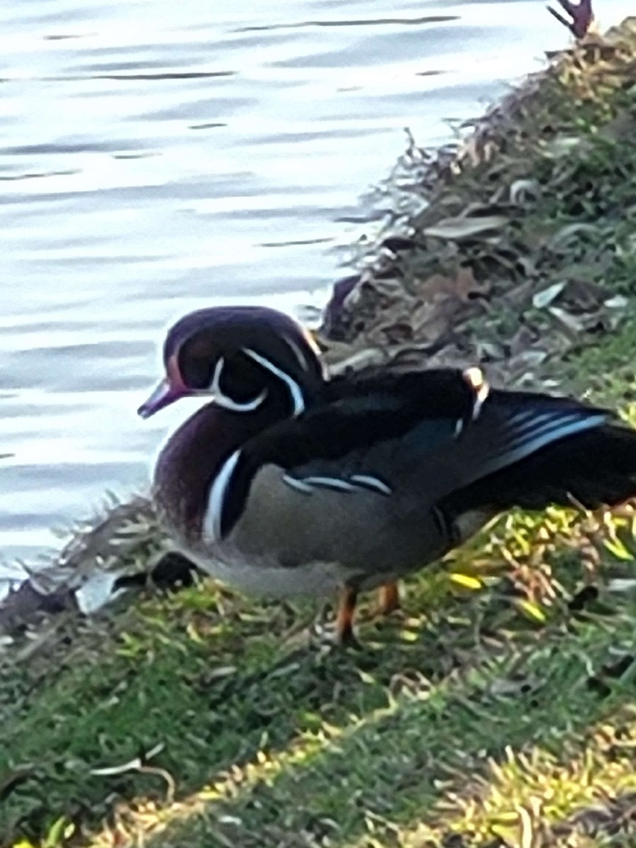 Wood Duck - ML615119406