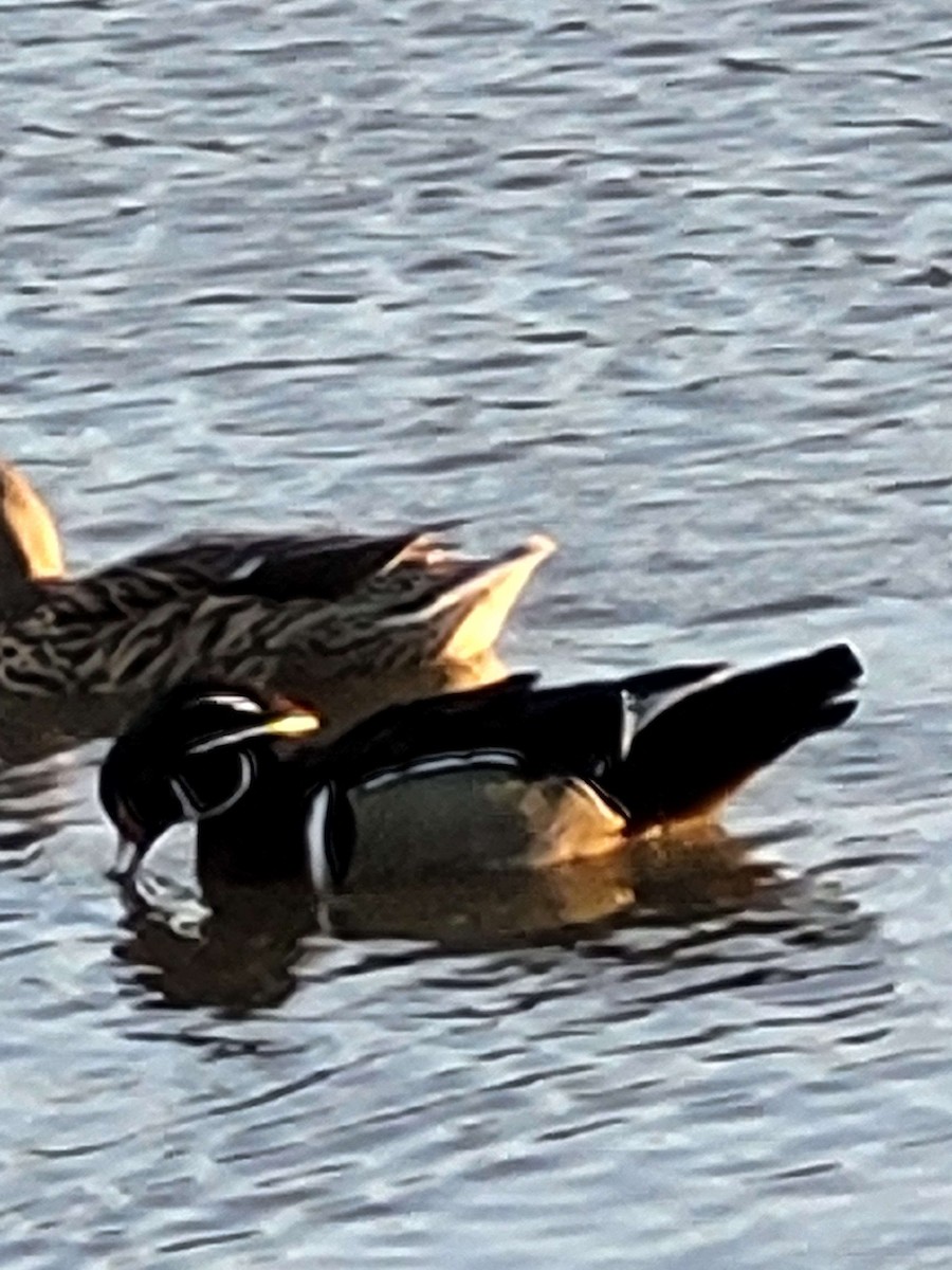 Wood Duck - ML615119407