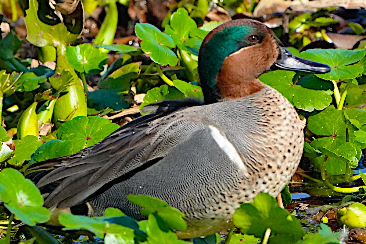 Green-winged Teal - ML615119497