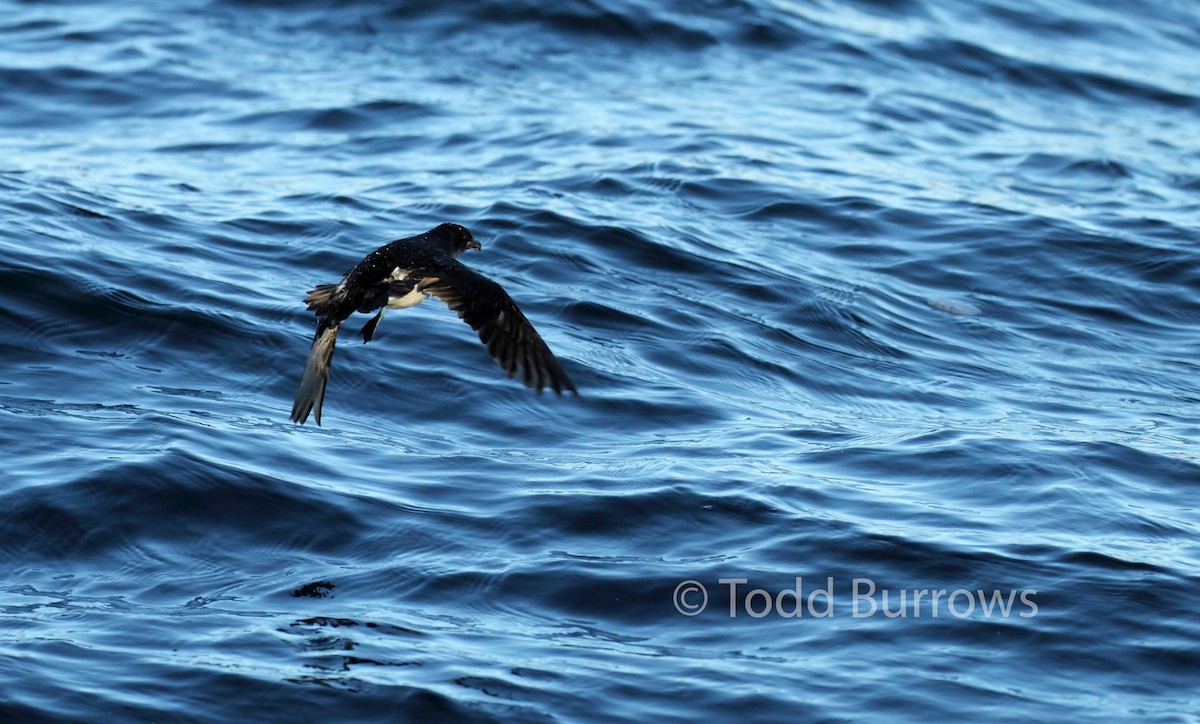 Common Diving-Petrel - ML61511951