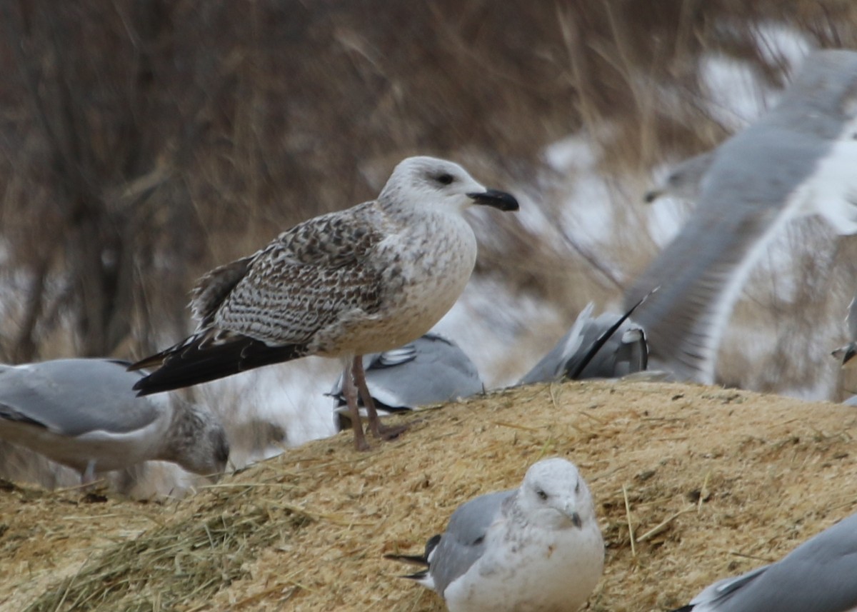 Great Black-backed Gull - ML615119524