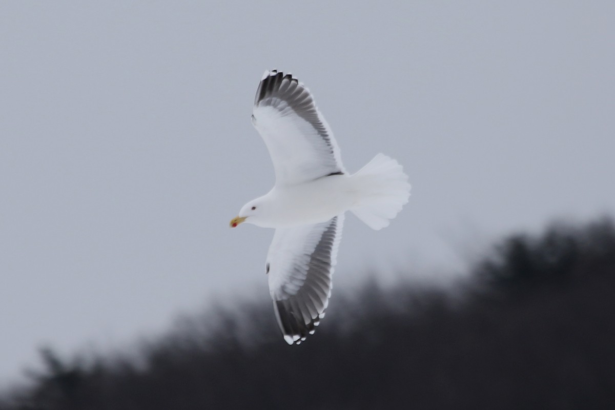 Great Black-backed Gull - River Ahlquist