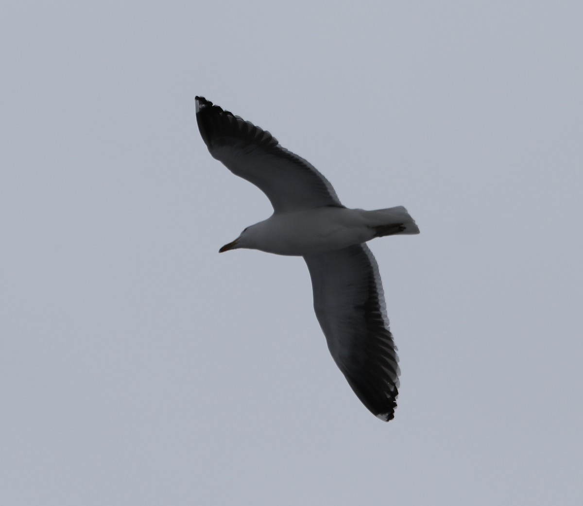 Great Black-backed Gull - ML615119527