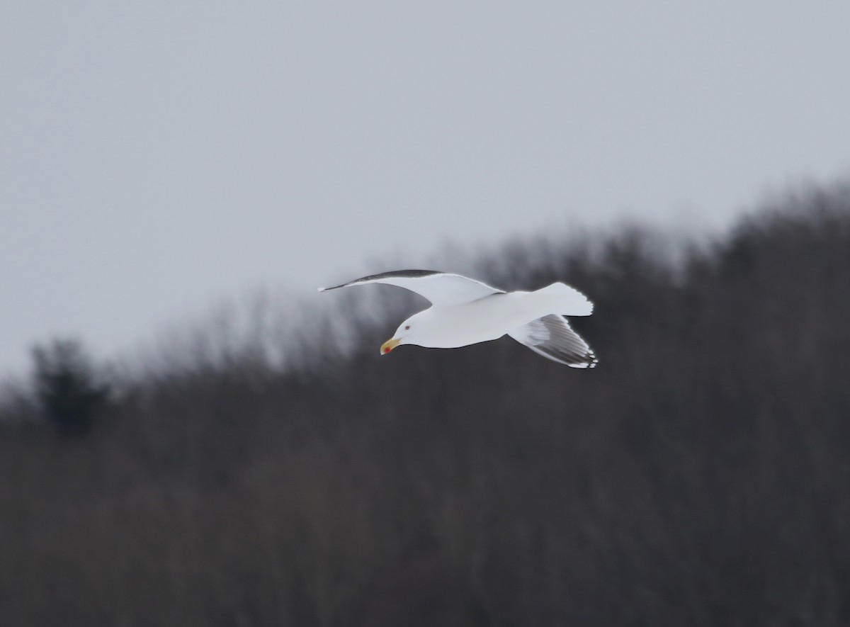 Great Black-backed Gull - ML615119528