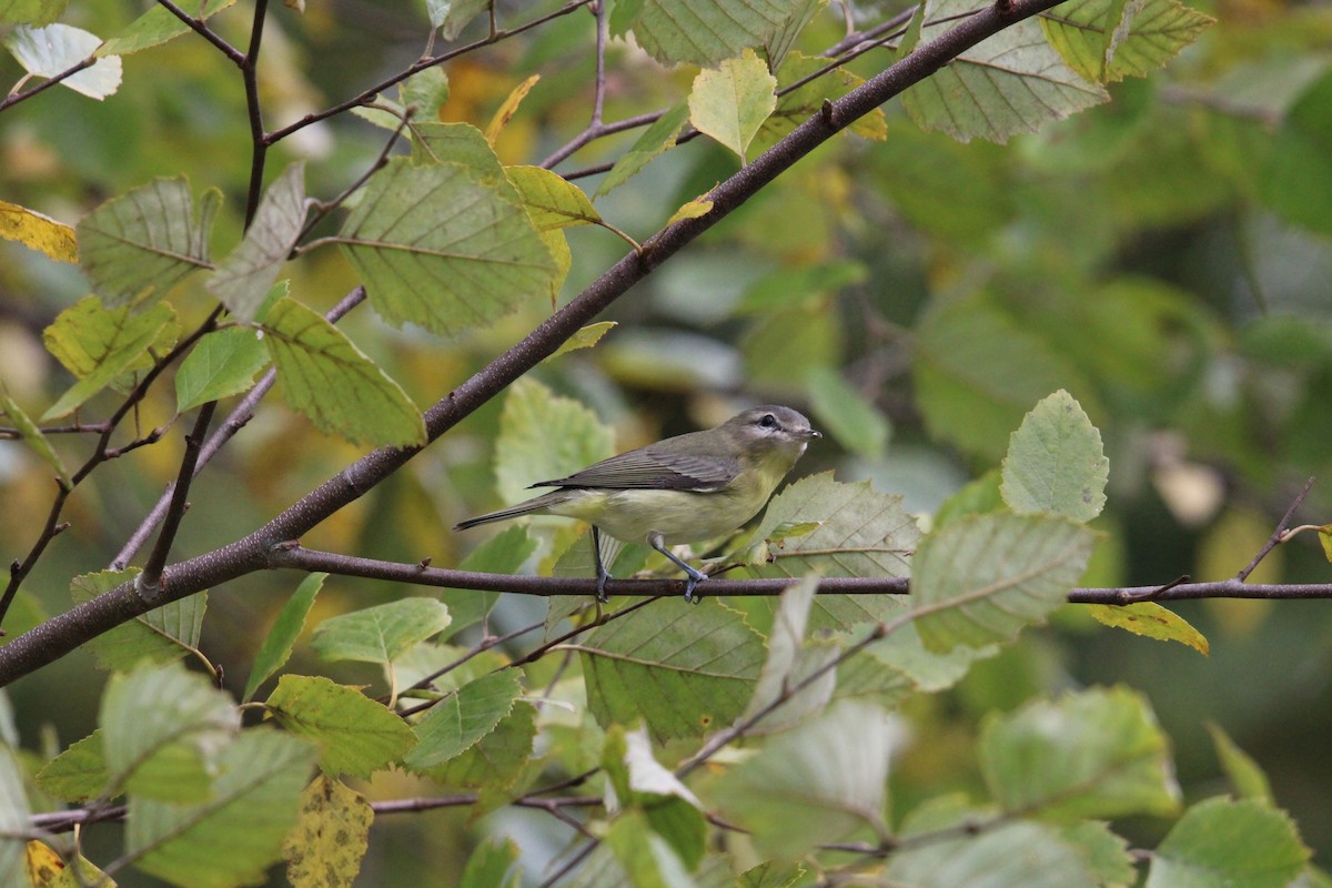 Philadelphia Vireo - ML615119554