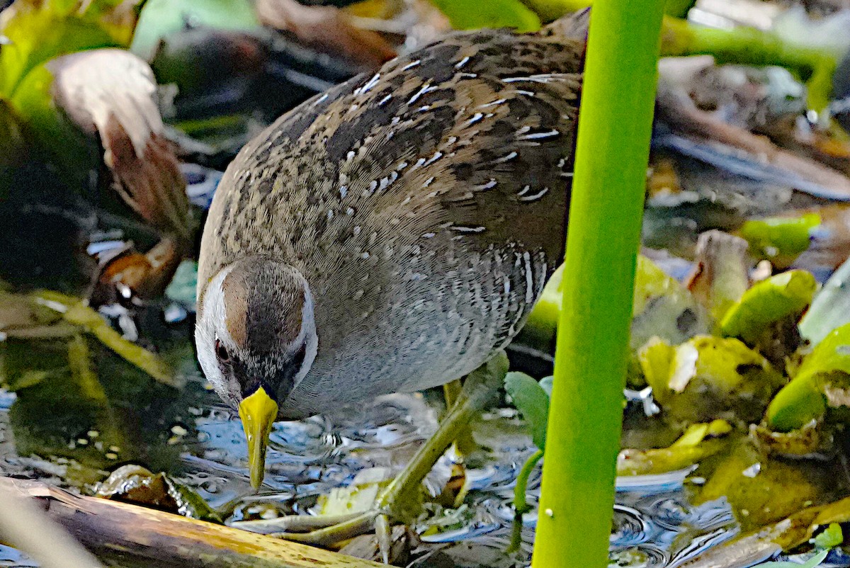 Polluela Sora - ML615119558