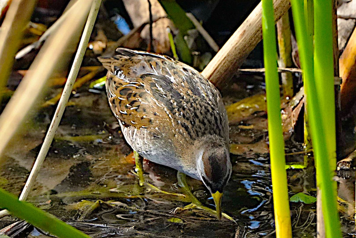 Polluela Sora - ML615119559