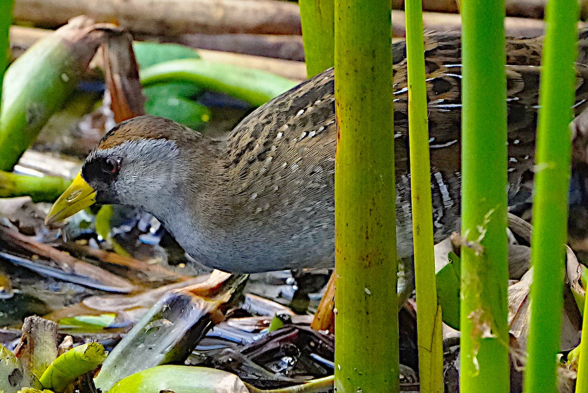 Polluela Sora - ML615119561