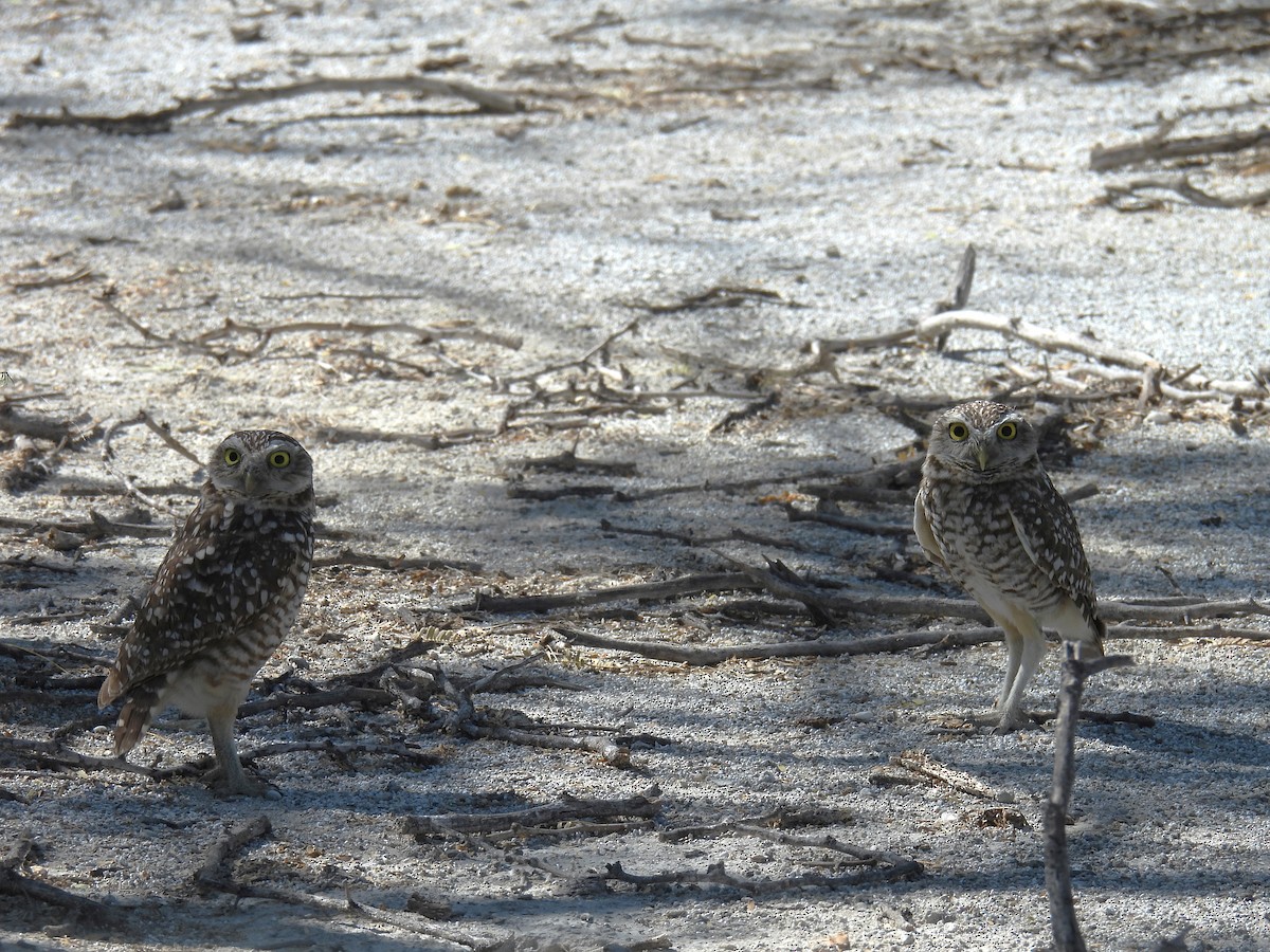 Burrowing Owl (guadeloupensis Group) - ML615119568