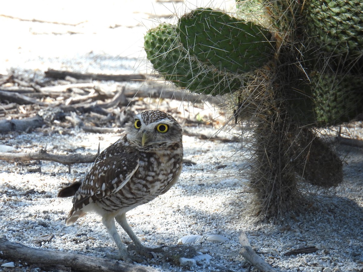 Burrowing Owl (guadeloupensis Group) - ML615119569