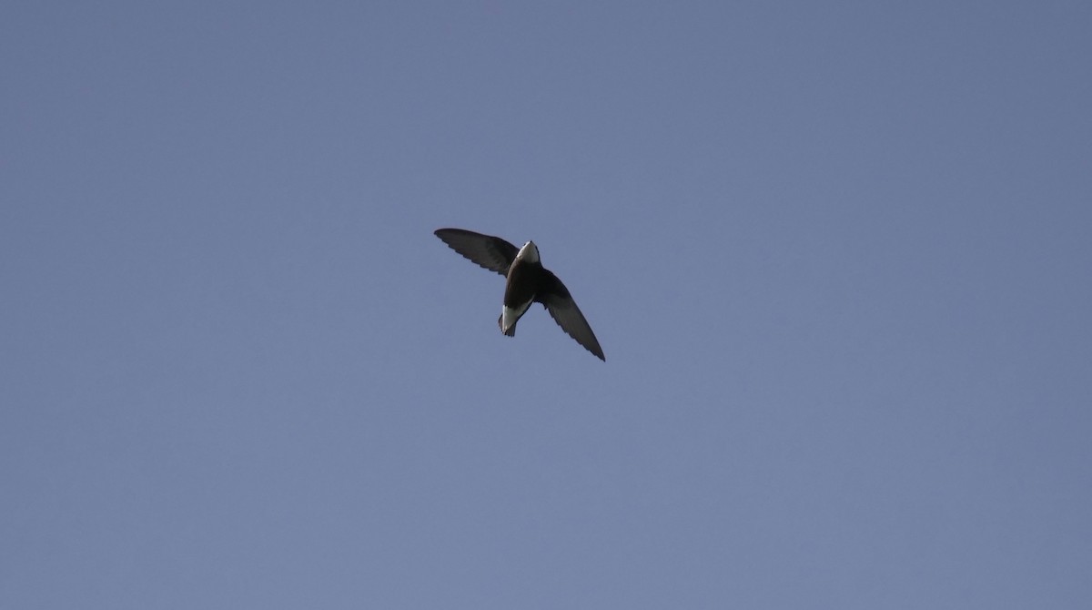 White-throated Needletail - ML615119573