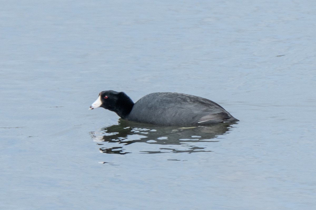 American Coot - ML615119593