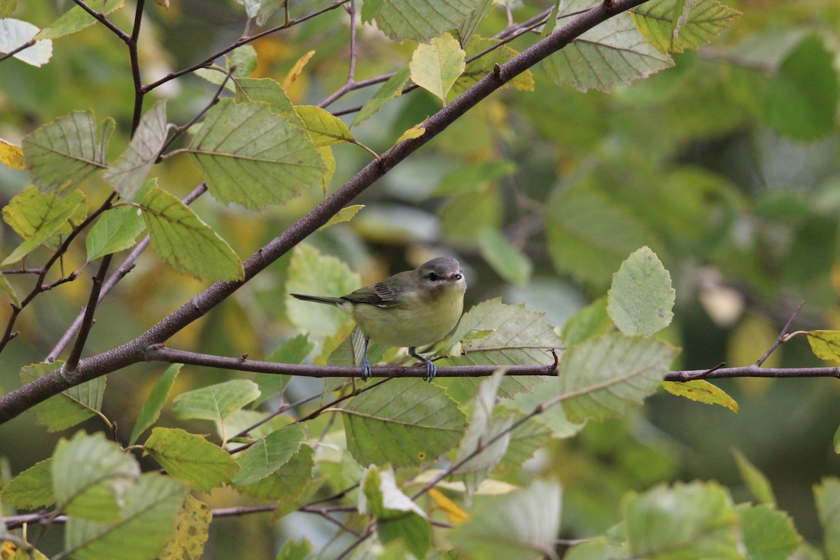 Philadelphia Vireo - ML615119594