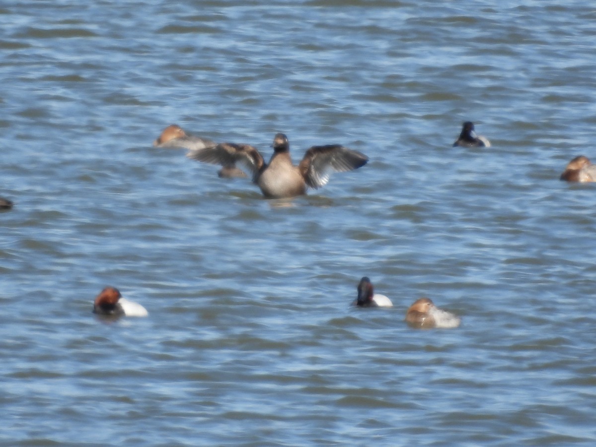 White-winged Scoter - ML615119605