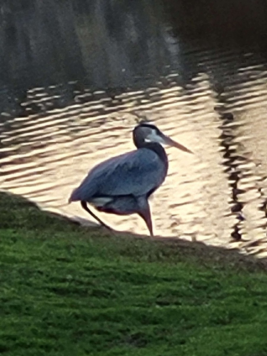 Great Blue Heron - ML615119721