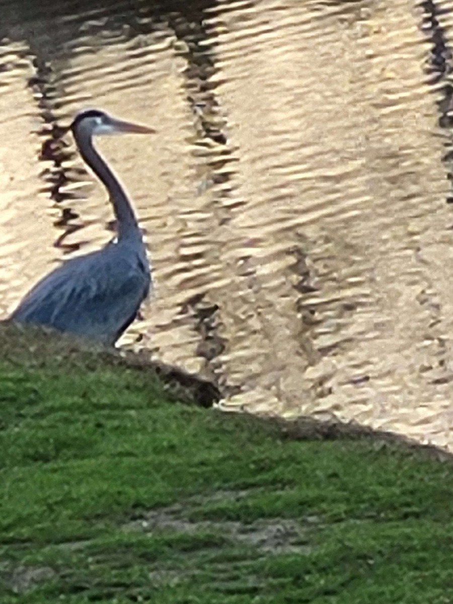 Great Blue Heron - ML615119722