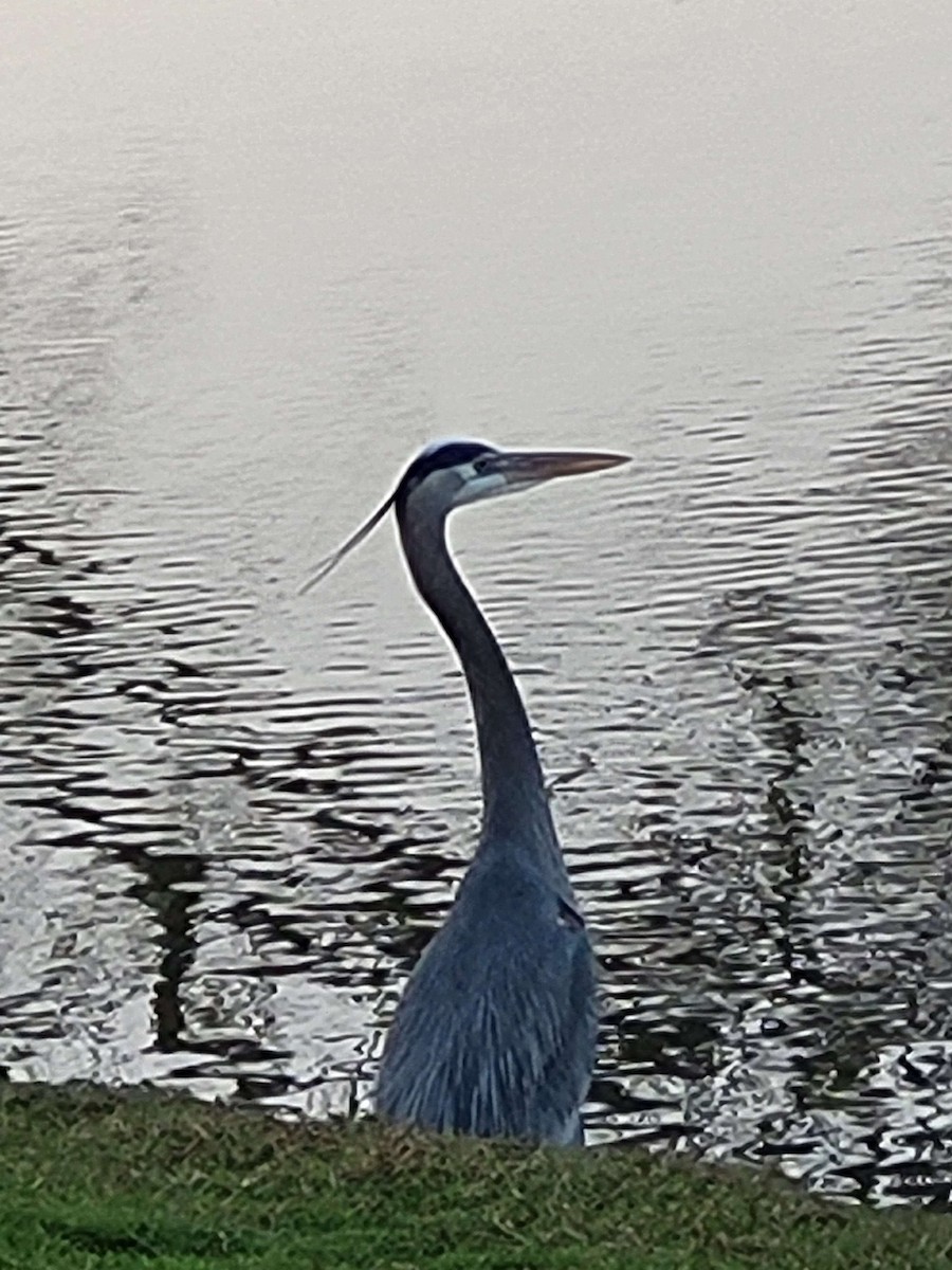 Great Blue Heron - ML615119723