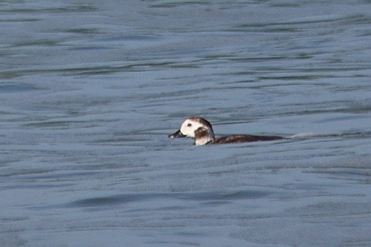 Long-tailed Duck - ML615119741