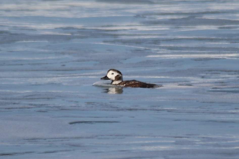 Long-tailed Duck - ML615119742